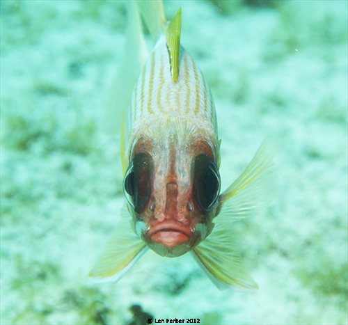 SquirrelFish , This guy liked to pose!...
