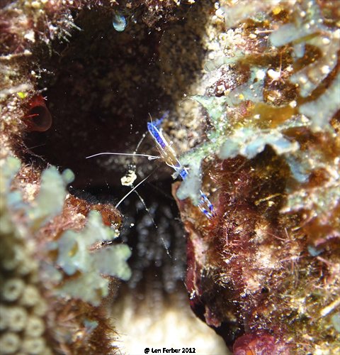 Blue Cleaner Shrimp...