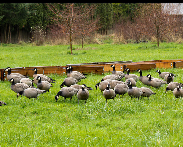 Young Canada Geese...