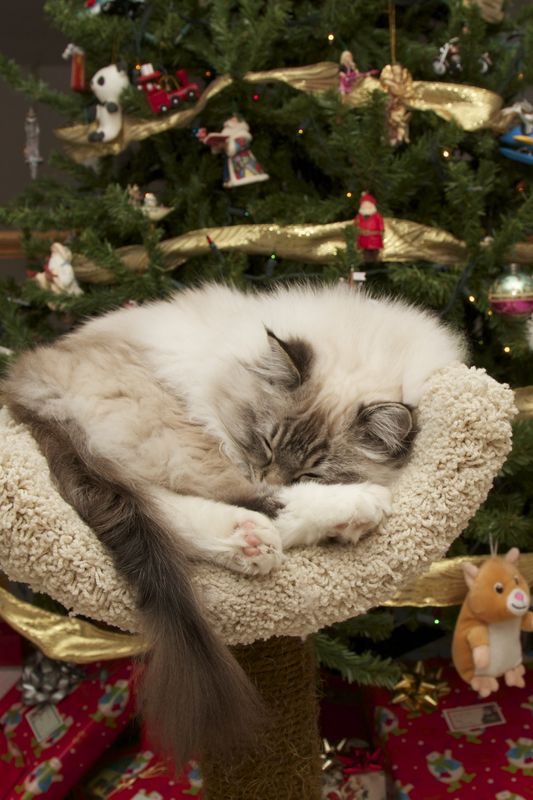 Going To Sleep Now,Waiting For Santa...