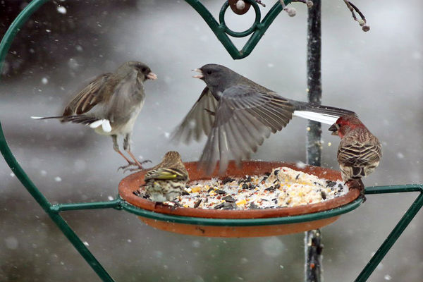Dark-eyed juncos battle for "table" space...