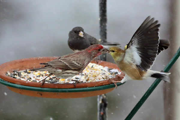 House finch and goldfinch go nose-to-nose...