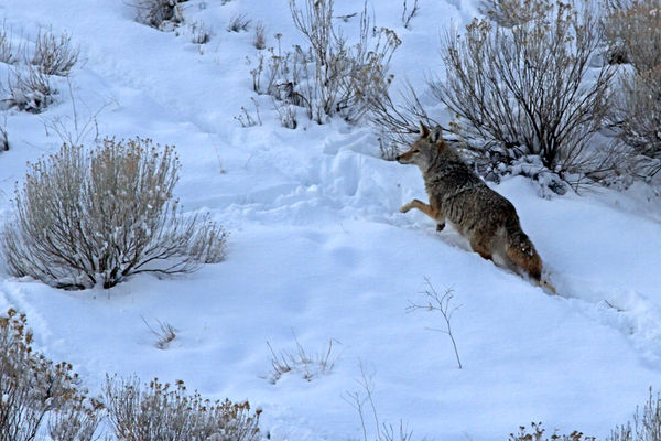 Leaping Coyote...