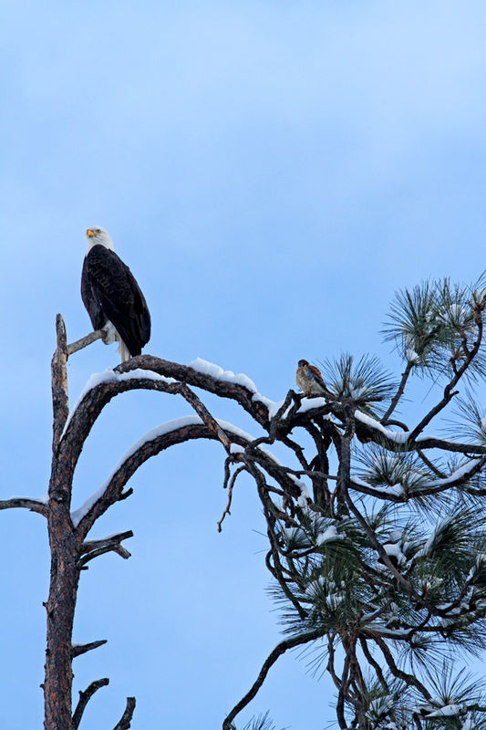 Moved to the other eagles tree!...