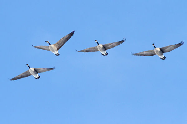 Canada Geese Fly By...