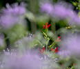 "Purple Haze" is an image I took in a garden. I sa...