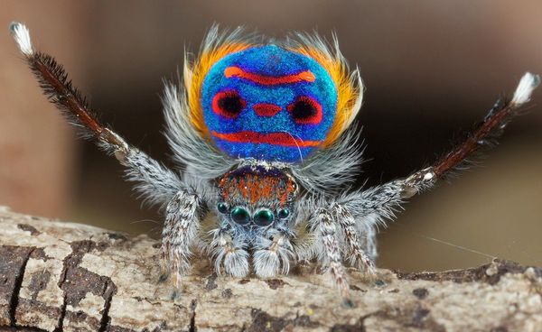 Male Peacock jumping spider (Maratus volans) from ...