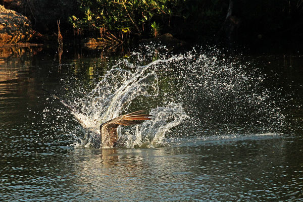 Brown Pelican diving...