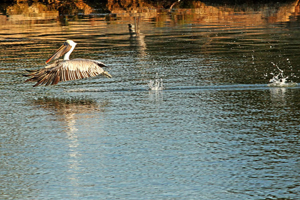 Brown Pelican taking off...