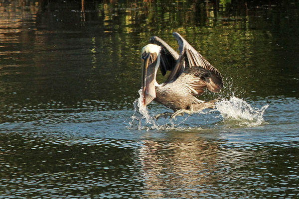 Brown Pelican with catch...