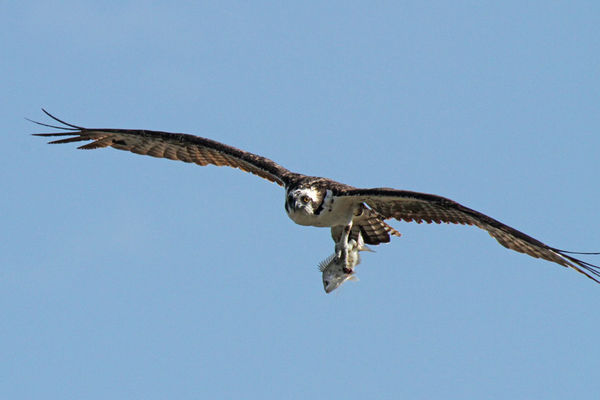 Osprey with catch...