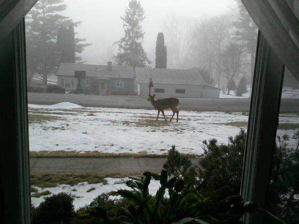 Watch deer in the yard while visiting relatives...