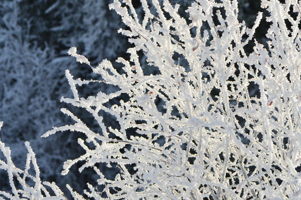 Crystalized Snowflakes...