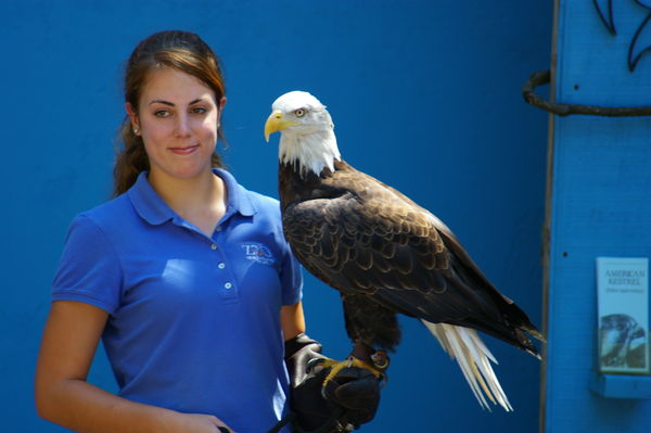 Eagle and handler, Stone Zoo...