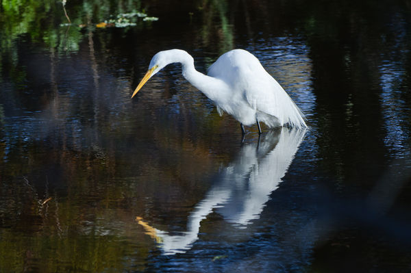 Morning Reflection at the 'glades pond...