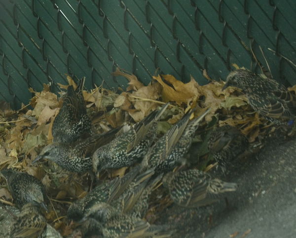 Starlings in front of dumpster...