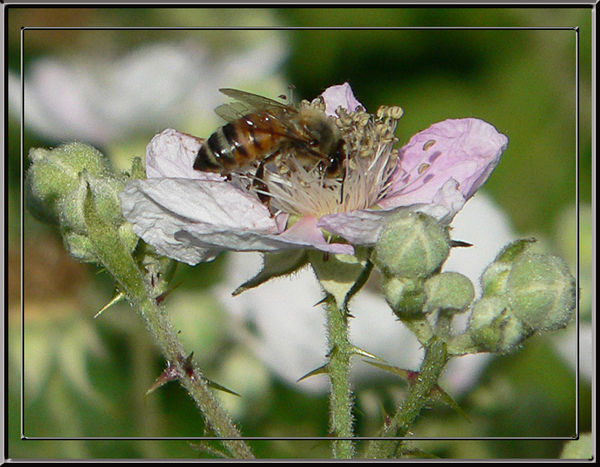 Wild Honey Bee...