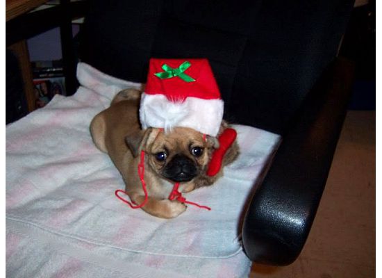 Tiki as a baby, had to add the humiliating Christm...