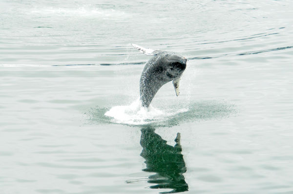 Whale watching in Juneau, Alaska...