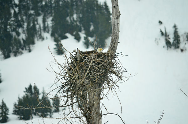 Eagles Nest...