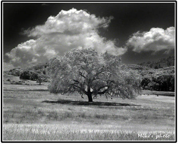 Oak tree in Infrared....