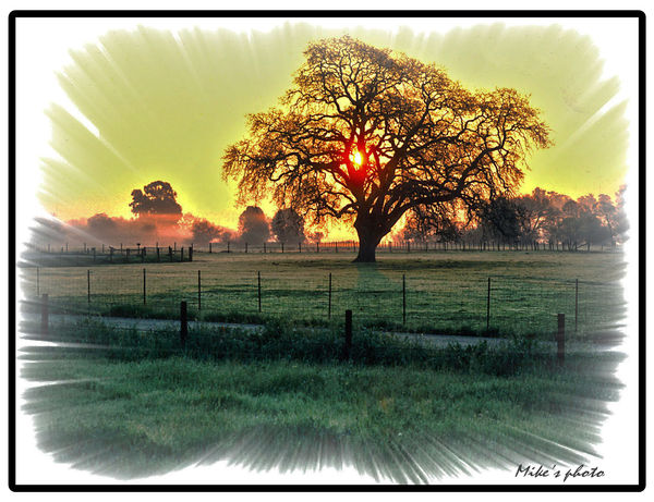 Sunrise and Oak tree....