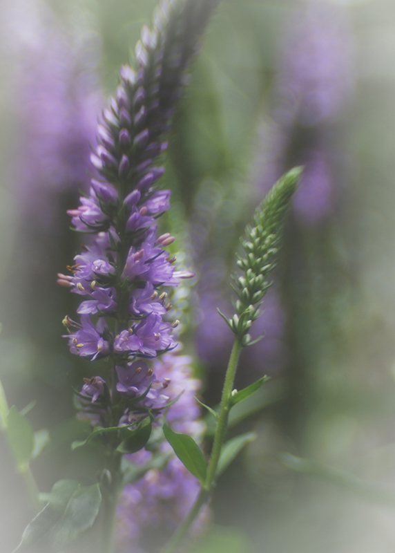 Taken with Lensbaby Composer Pro with Sweet 35 opt...