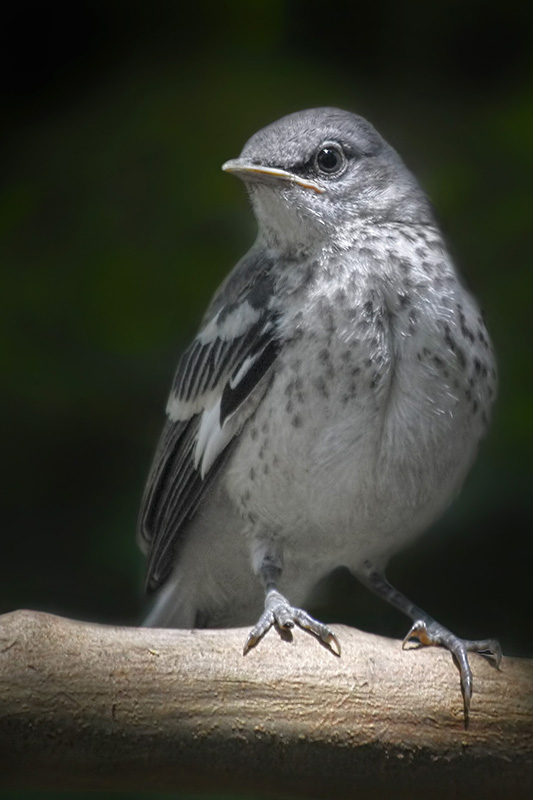 Juvenile Mockingbird...