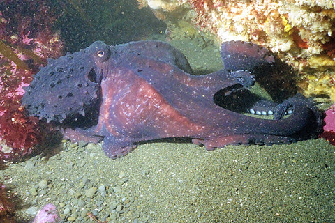 Octopus in New Zealand...