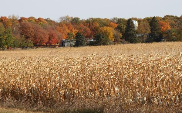 Corn field...