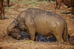 Cape buffalo knee deep and stuck in the muck...