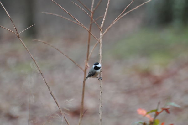 a little chickadee from yesterday...