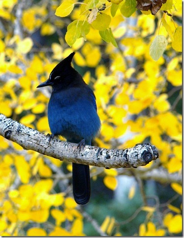 This Stellar jay wanted food and was willing to po...