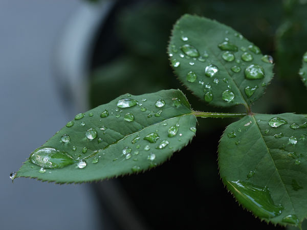 Raindrops on rose leaves...