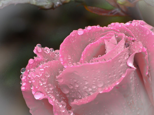 Raindrops on a rose....