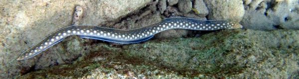 Sharp tailed eel (?) at Bari Reef...
