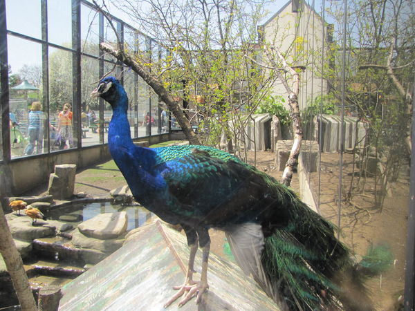 Peacock at the zoo...