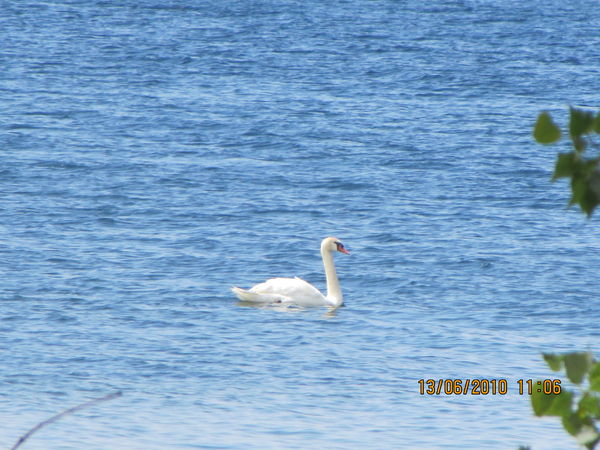 Swan on the lake...