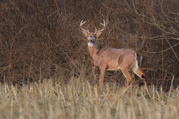 White -tailed Buck  1/45 sec f 8 ISO 800 850 mm...