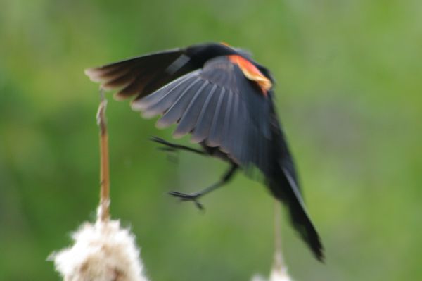 Red wing blackbird flying...