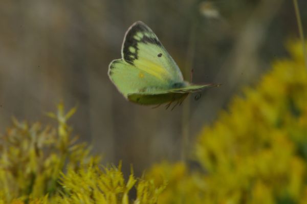sulphur butterfly on the wing...