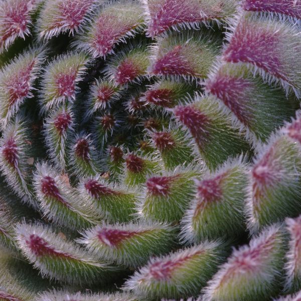 Hen and chicks up close....