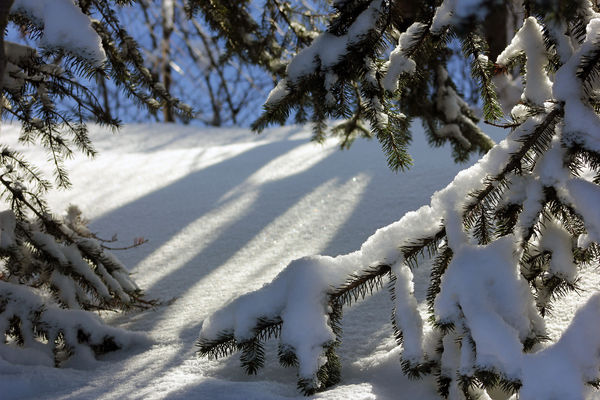 shadows in the snow...