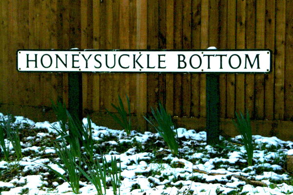 Honeysuckle Bottom.Nr. Guildford....