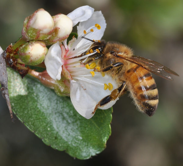Western Honeybee on Apple blossoms, approx 10:1 ma...