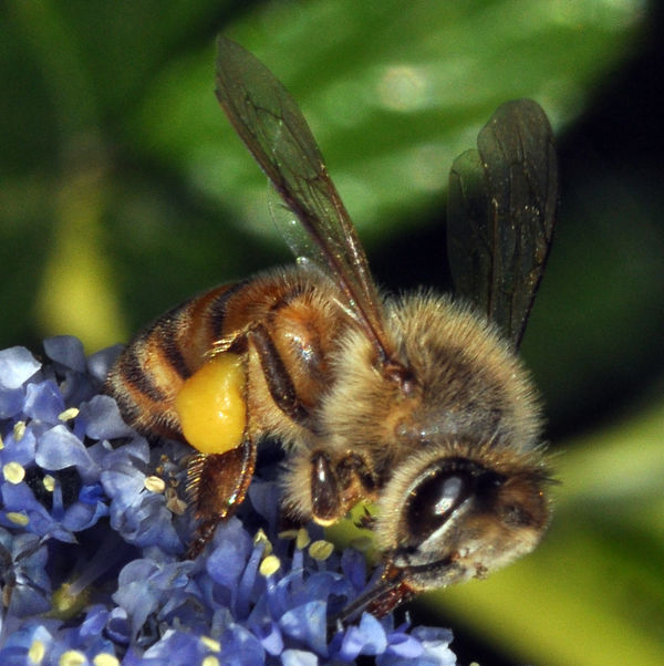 Honeybee 2 on Yankee Point ceanothus bloom, 16:1 m...