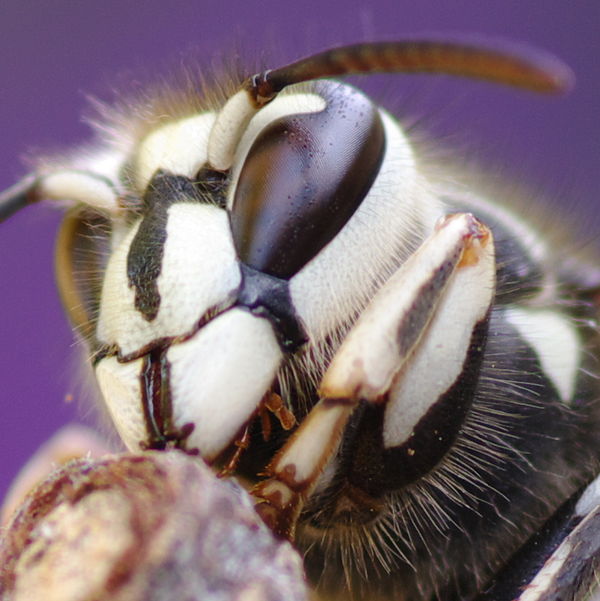 bald faced hornet, up close & personal!...