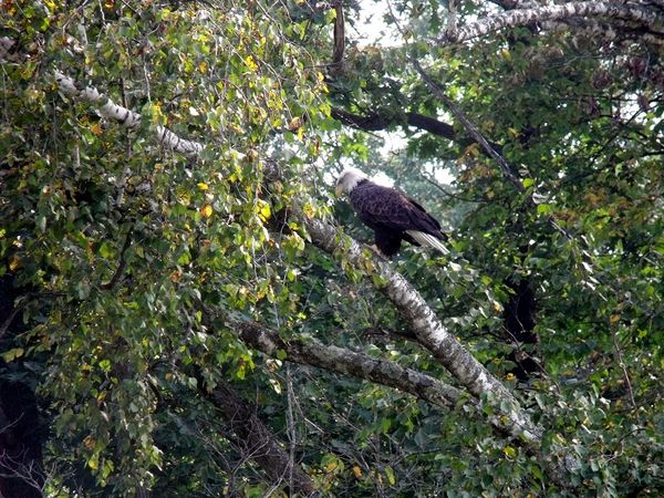 #2 Bald Eagle in a tree in Trempealeau Co., WI....