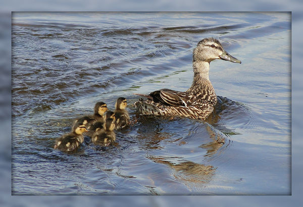 Mom Mallard with Ducklings...