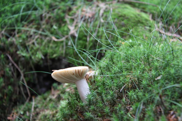 Unknown mushroom...